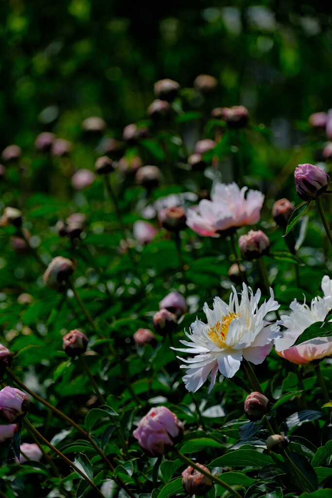 散歩の途中で。⑤