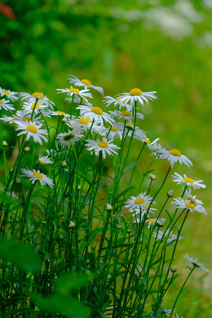 散歩の途中で。（３）