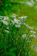 散歩の途中で。（３）