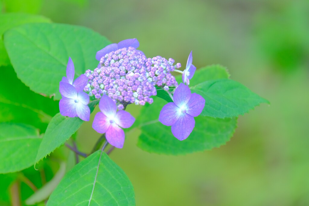 紫陽花（５）
