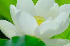 散歩の途中で。