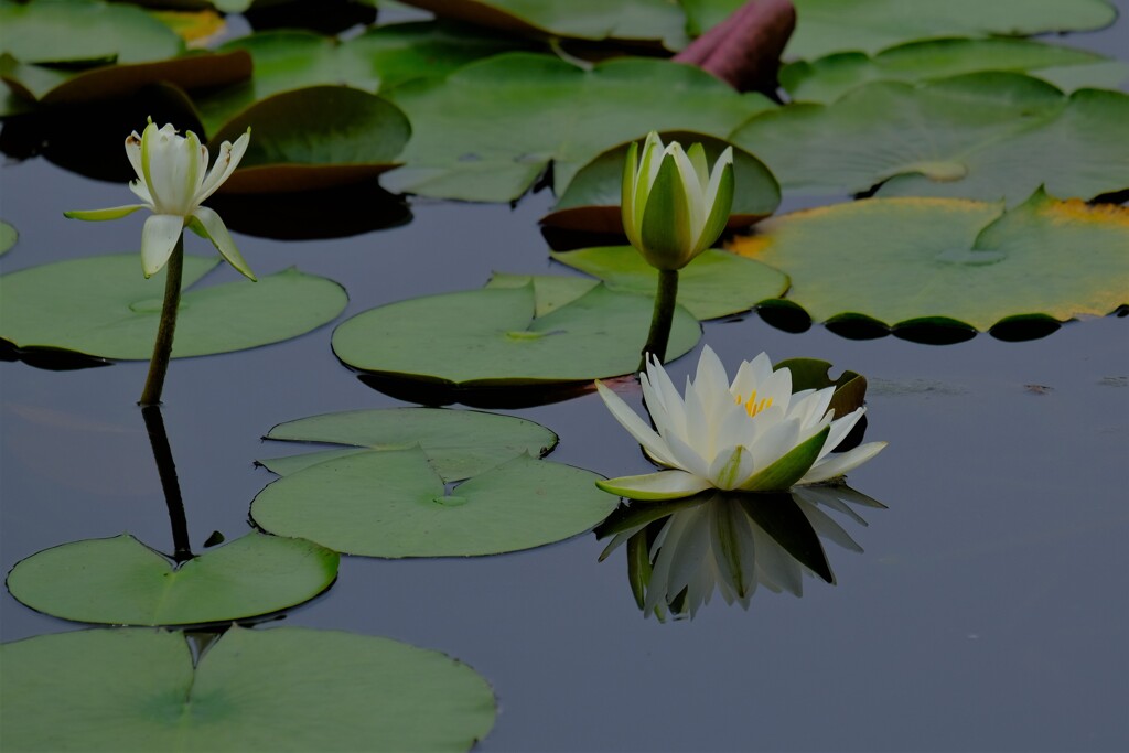 睡蓮 4