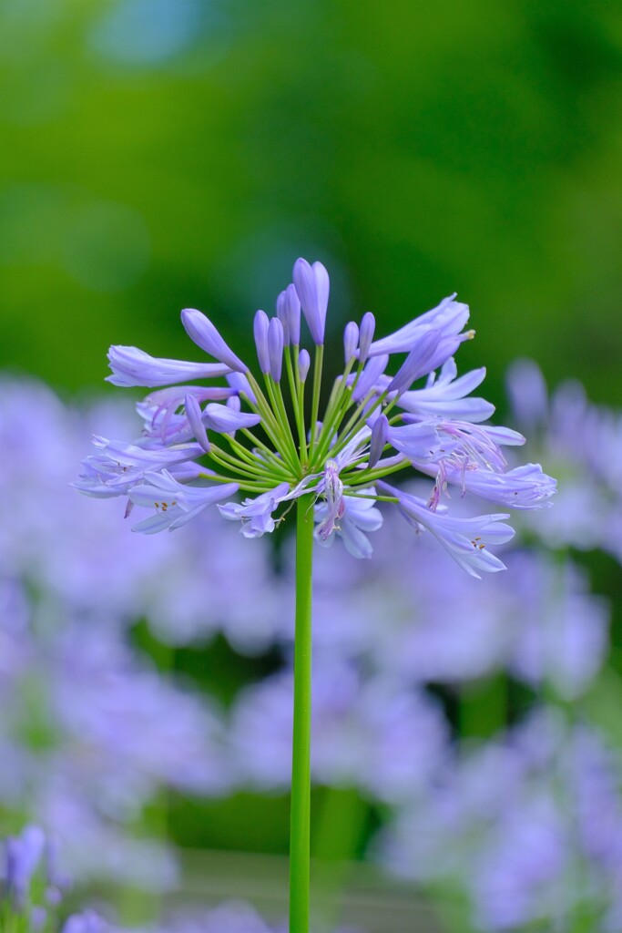 散歩の途中で。Ⅳ