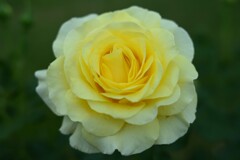 薔薇-2