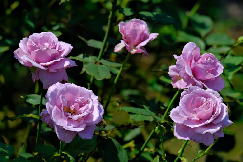 散歩の途中で。Ⅶ