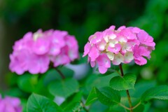 あじさい（４）