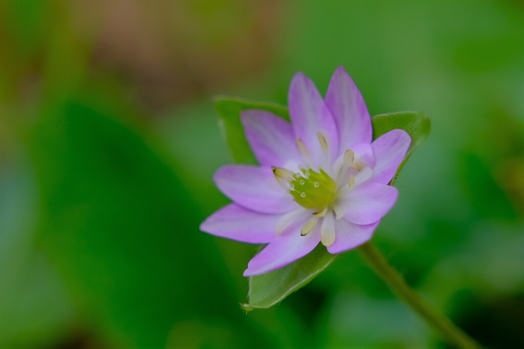 散歩の途中で。Ⅴ