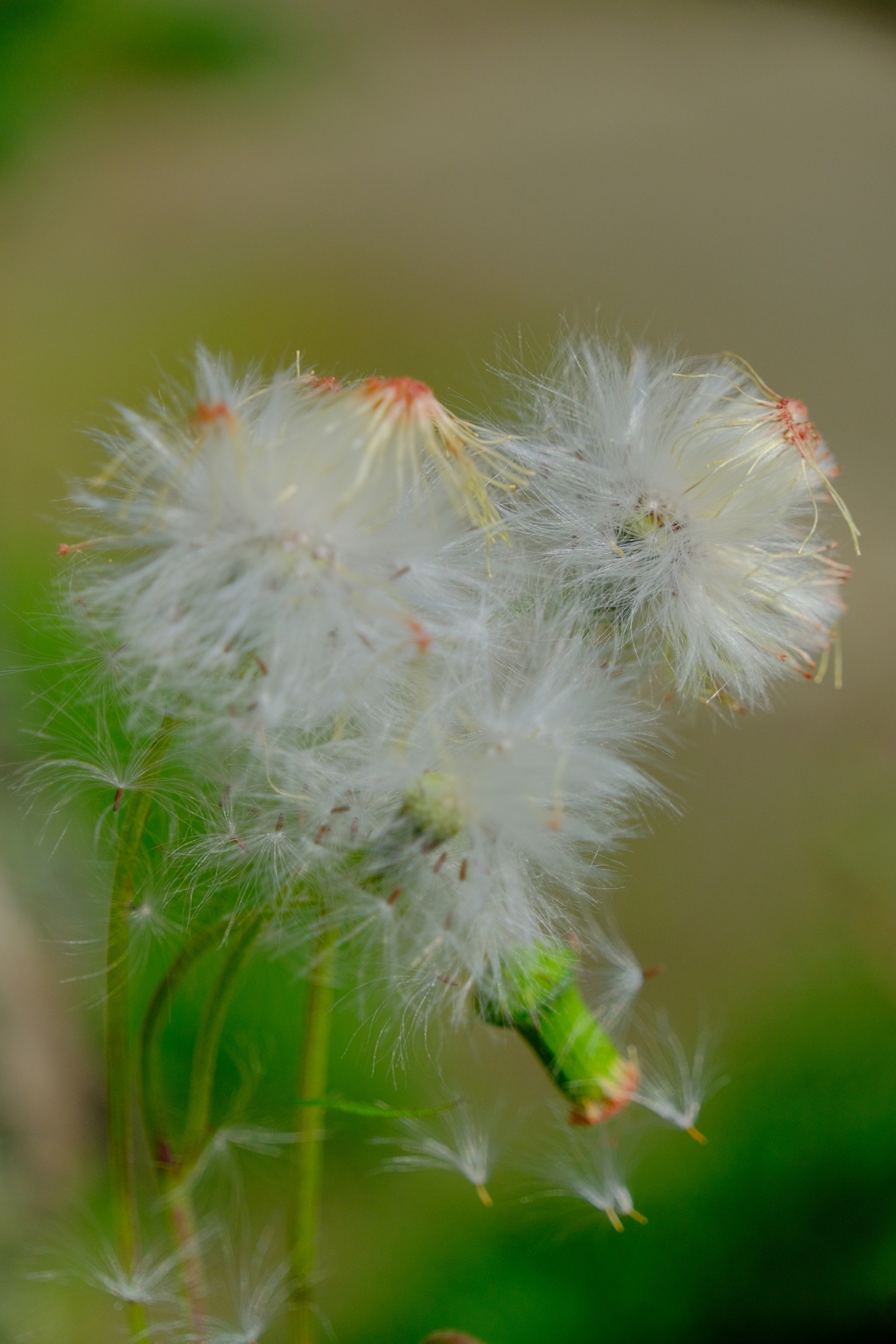 ベニバラボロギク