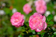 散歩の途中で。⑩