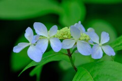 山紫陽花