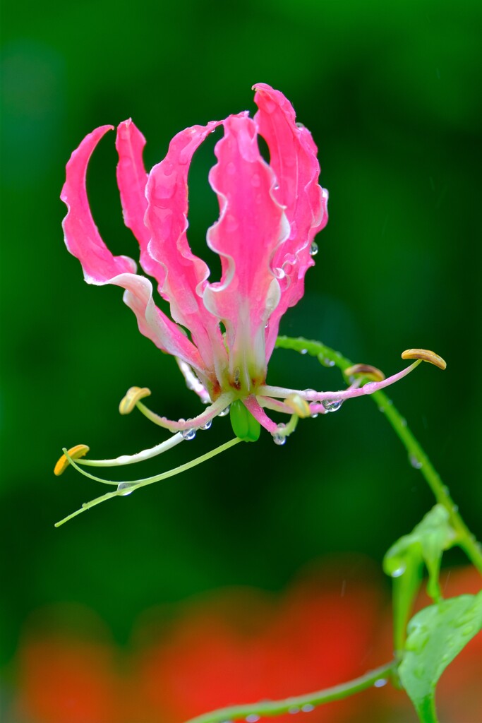 散歩の途中で。①
