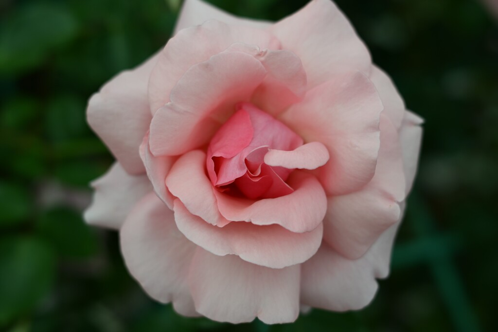 薔薇-2