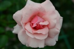 薔薇-2