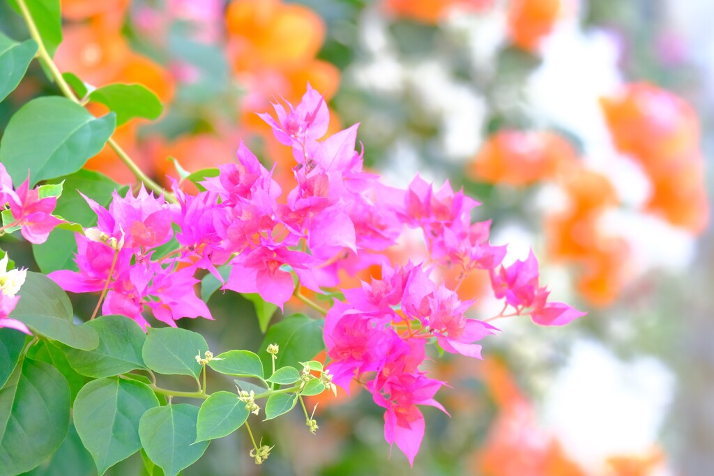 散歩の途中で。Ⅲ