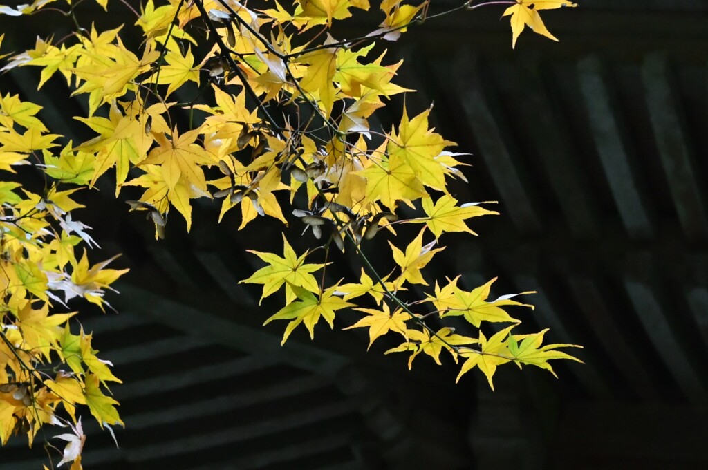 モミジ（大雄山最乗寺）-４