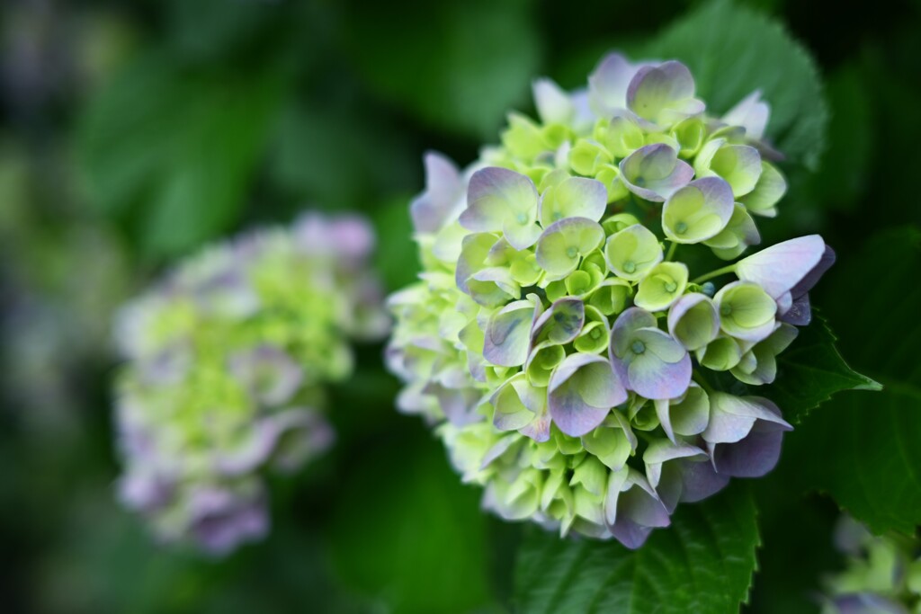 紫陽花-3