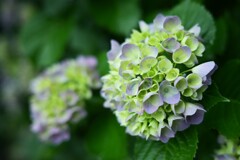 紫陽花-3