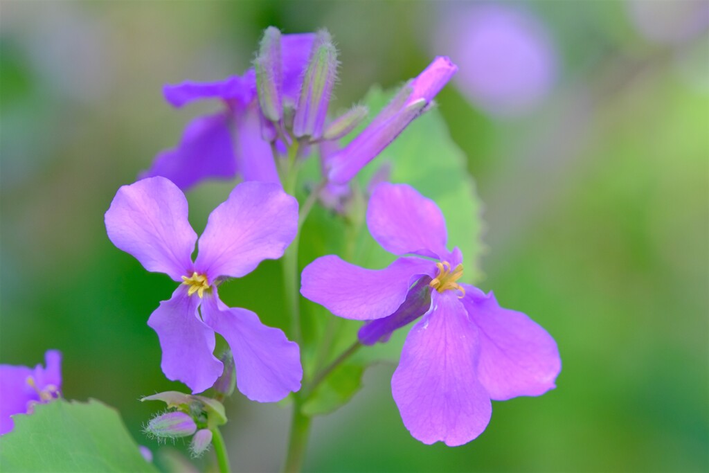 散歩の途中で。４