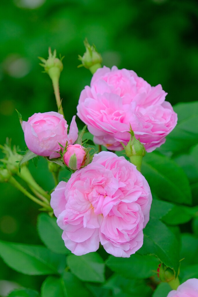 散歩の途中で。④