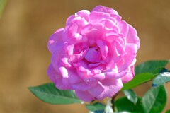 散歩の途中で。5