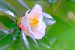 散歩の途中で、①