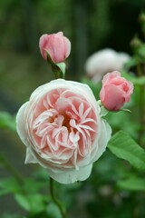 薔薇