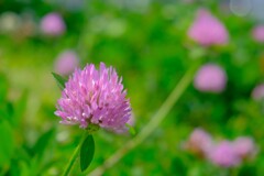 散歩の途中で。（5）