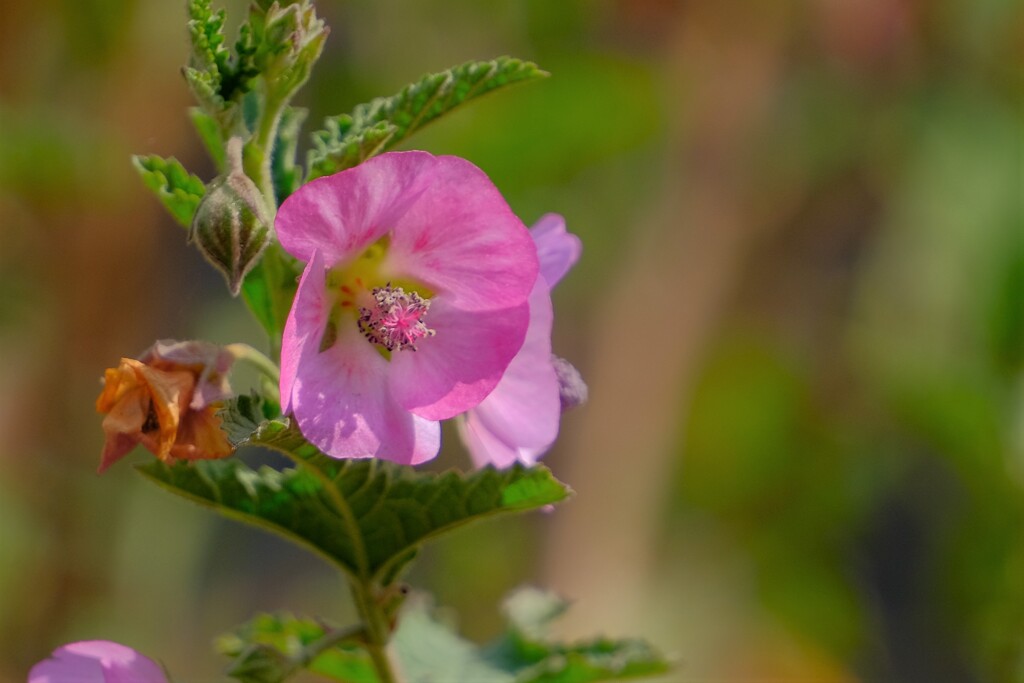 散歩の途中で。Ⅲ