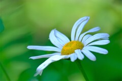 散歩の途中で。（７）