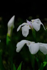 散歩の途中で。5