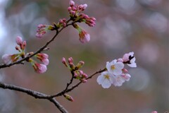 散歩の途中で。7