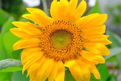 散歩の途中で。（５）