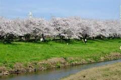 桜(藤沢引地川親水公園）10