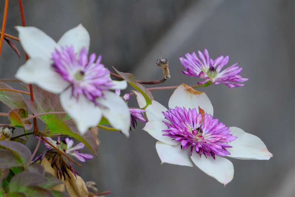 散歩の途中で。4