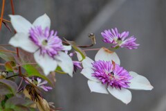 散歩の途中で。4