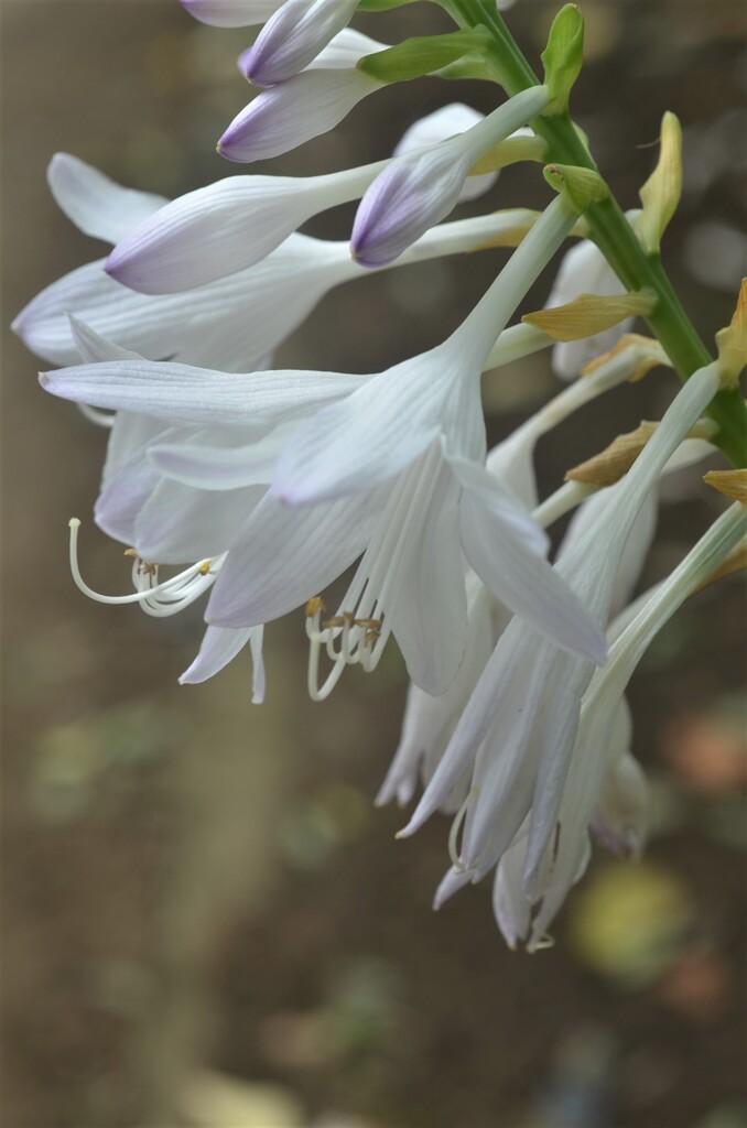 散歩の途中で。Ⅴ