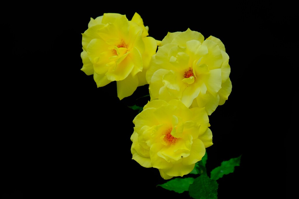 散歩の途中で。⑤