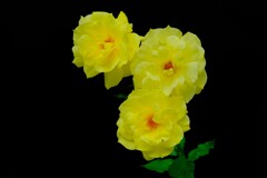 散歩の途中で。⑤