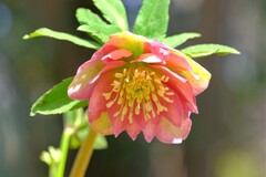 散歩の途中で。⑧