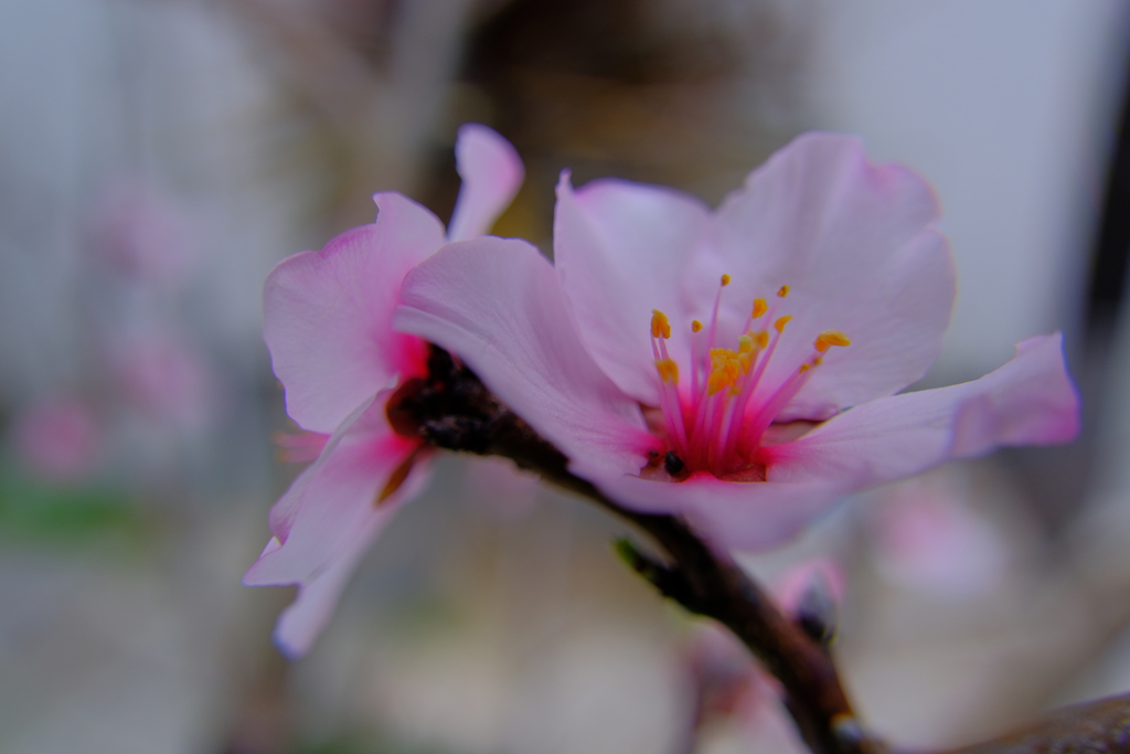 散歩の途中で。⑧