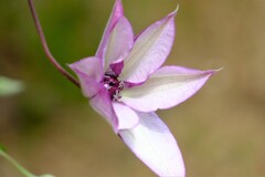 散歩の途中で。7