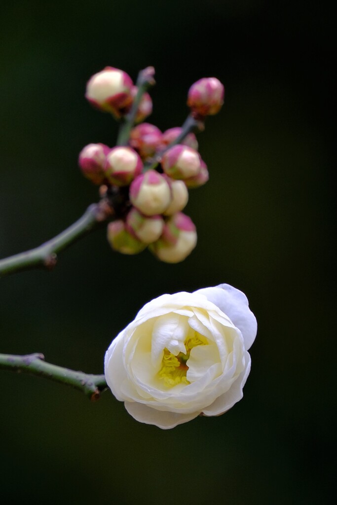 散歩の途中で。②