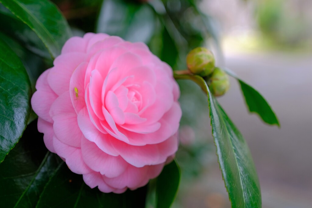 散歩の途中で。⑩