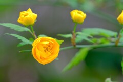 散歩の途中で。4