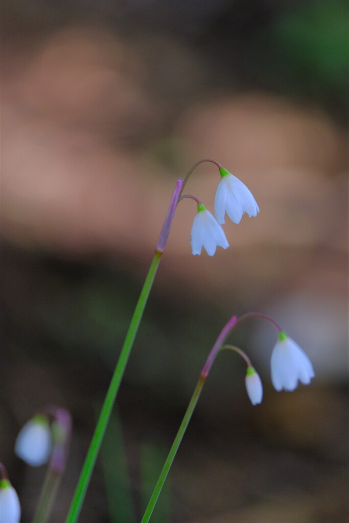 散歩の途中で。Ⅴ
