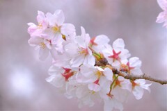 散歩の途中で。10