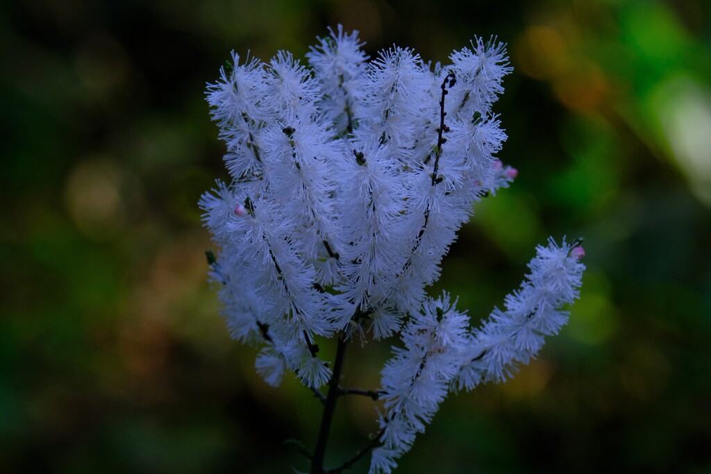 散歩の途中で。③