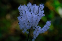 散歩の途中で。③