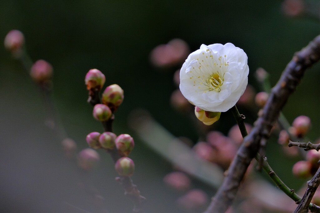 散歩の途中で。①