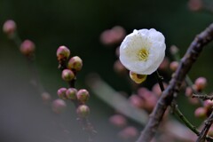 散歩の途中で。①